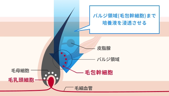 「はえるん」（HAF発毛メソセラピー）の作用メカニズム