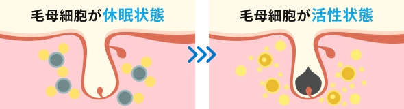 「はえるん」（HAF発毛メソセラピー）の作用メカニズム