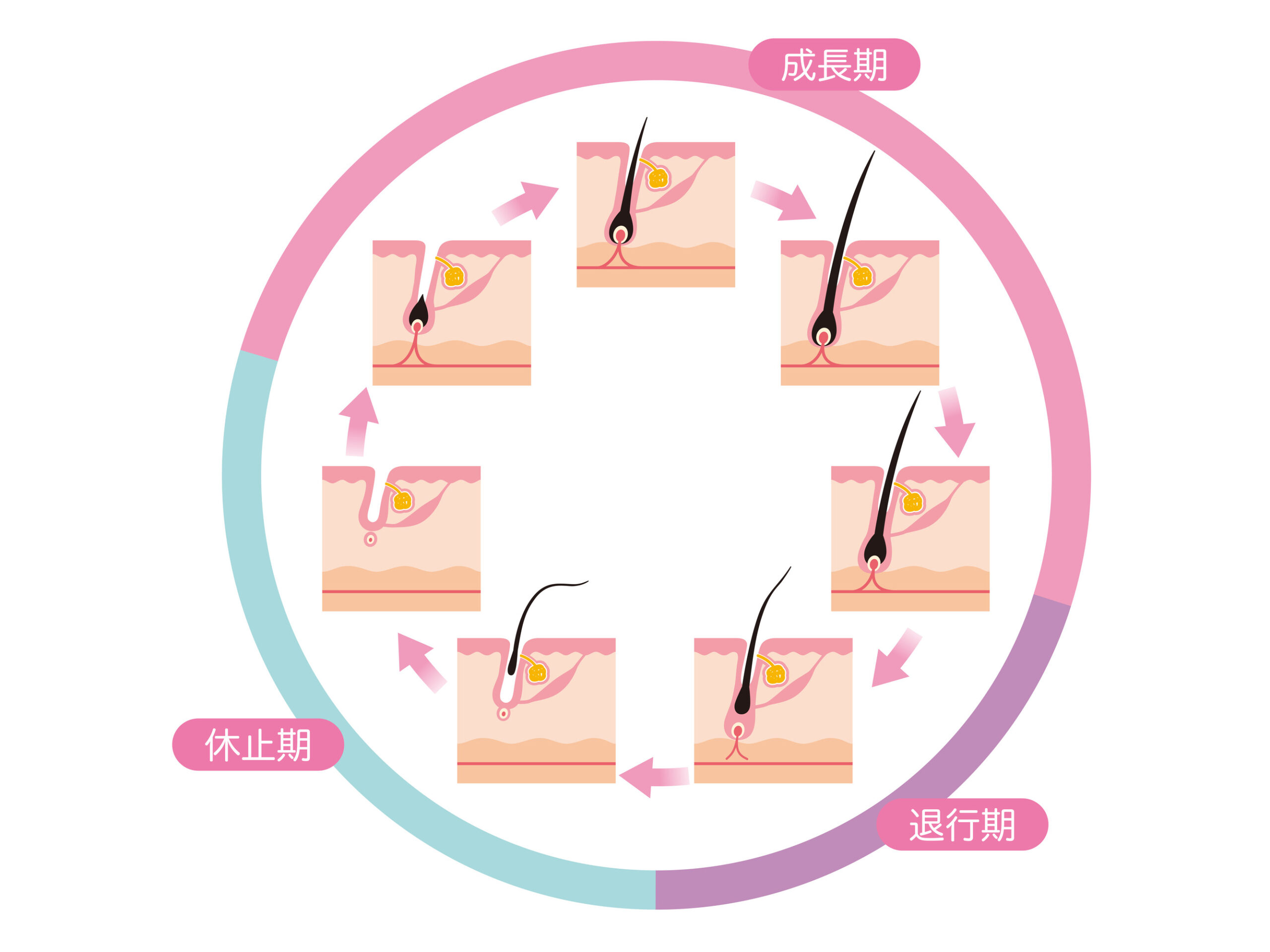 毛周期「成長期」「退行期」「休止期」